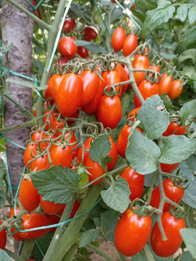 Organski čeri paradajz