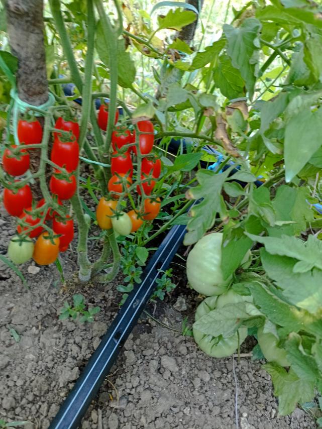 Organski čeri paradajz 2